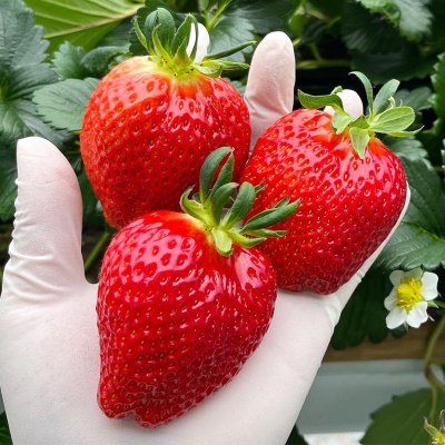 비타민 가득! 달콤함 가득! GAP인증 담양 설향 딸기