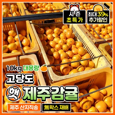 제주 햇 고당도 서귀포 제주 노지감귤 4.5kg