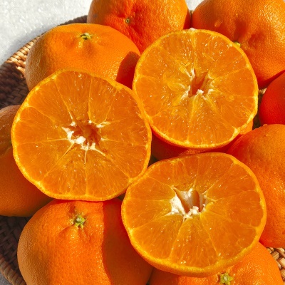 맛 좋은 제주 산지 고당도 정품 서귀포 레드향