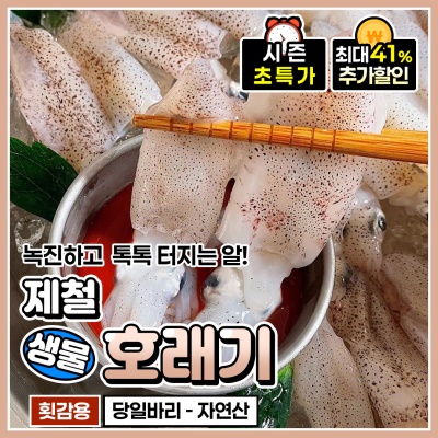 횟감/찜 가능! 자연산 제철 생물 호래기 500g