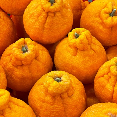 새콤달콤 제주 서귀포 노지 한라봉 4.5kg