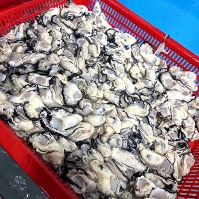 [특가할인] 싱싱한 제철 통영 생굴 1kg