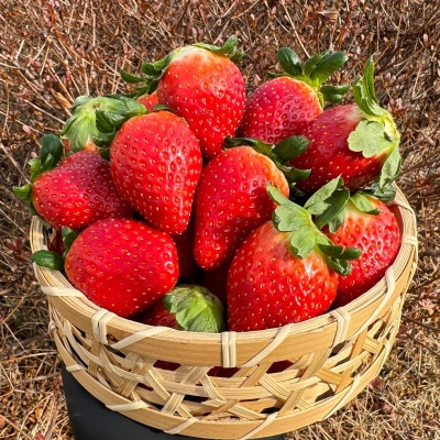 프리미엄 딸기의 기준! GAP인증 담양 홍희딸기