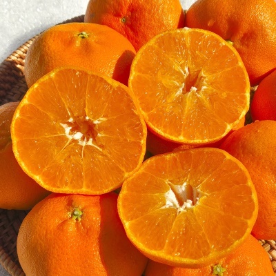 맛 좋은 제주 산지 고당도 가정용 서귀포 레드향