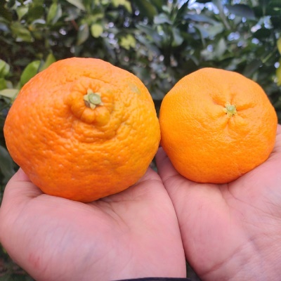 [특가할인] 당도가 우수한 제주 못난이 노지 레드향 4.5kg 9kg