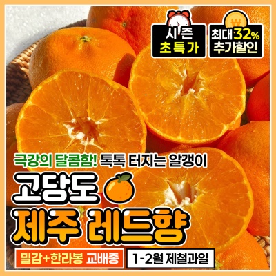 맛 좋은 제주 산지 고당도 가정용 서귀포 레드향