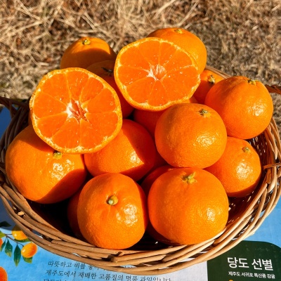 산지 직발송! 달콤한 맛 가득한 제주 하우스 감귤