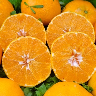 지금이 달콤함의 제철! 제주의 신선함을 듬뿍 담은 레드향