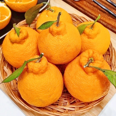 자체선별 당도보장 가정용 제주 한라봉