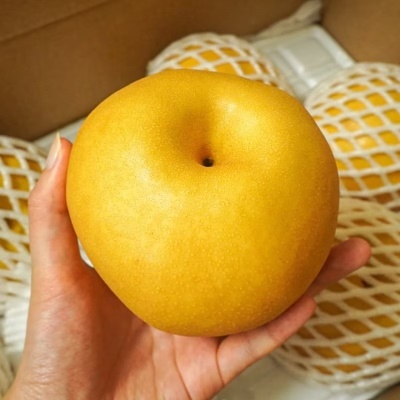 아삭함과 당도는 기본 실속형 로얄과 신고배