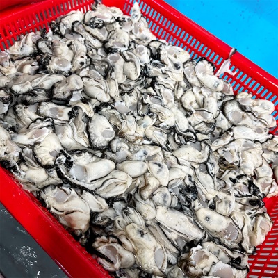 [특가할인] 싱싱한 제철 통영 생굴 1kg