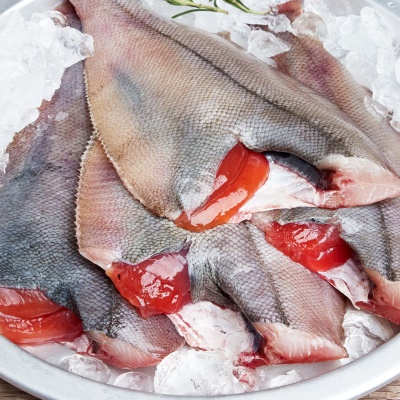 100% 당일작업! 26년 생물 알배기 도다리