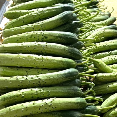 제철 농특산품 GAP인증 상주 흑침 다다기오이