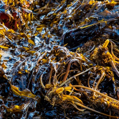 해녀 당일채취! 포항 산지직송 자연산 생돌미역 1kg