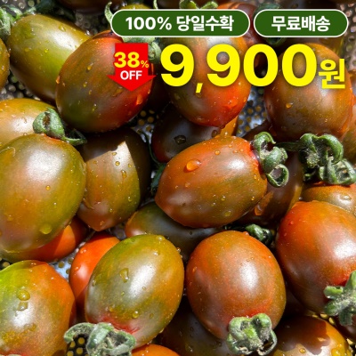 100% 당일수확 부산직송 흑대추 방울토마토