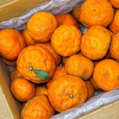 가성비 있게 먹기 좋은 제주 못난이 카라향 4.5kg 10kg