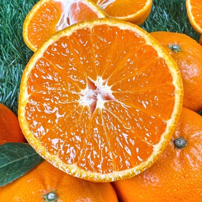 [특가할인] 13Brix 이상! 진짜 프리미엄 감귤! 달콤한 불로초 카라향