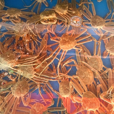 [100개 한정수량!] 수율 완전 100% 보장! 딱 한달 볼수있는 울진 횟감 대게 홑게