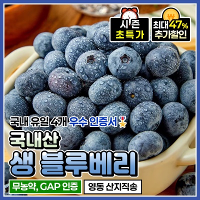 산지직송! 프리미엄 무농약 영동 생블루베리