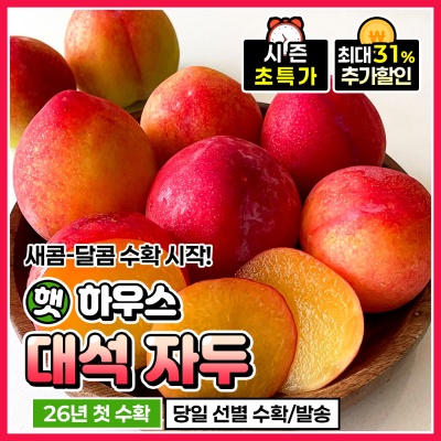 올해 첫 수확! 새콤달콤한 하우스 햇 자두 대석자두