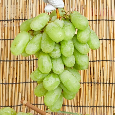 [특가할인] 달콤함이 톡 터지는 아삭함! 씨 없는 프리스틴 청포도