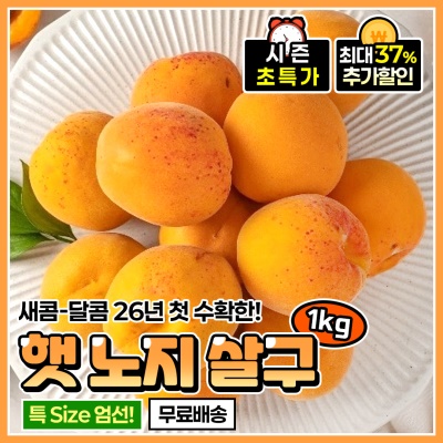 올해 첫 수확! 부드럽고 달콤한 햇 노지 살구