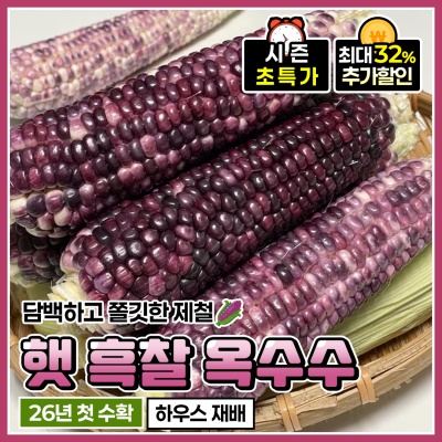 쫀득쫀득 고소하고 담백한 제철 햇 흑찰옥수수