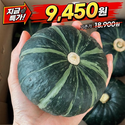 [땡처리] 국내산 하우스 햇 미니밤호박