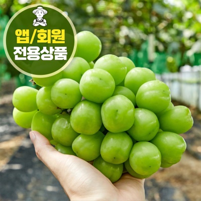 프리미엄 고당도 망고 샤인머스켓 2kg