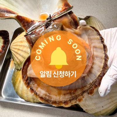 [1인 3kg 한정판매!] 노르웨이 자이언트 가리비 1kg (2~3미)