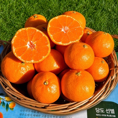 [특가할인] 새콤 달콤 맛있는 제주 하우스 감귤 5kg