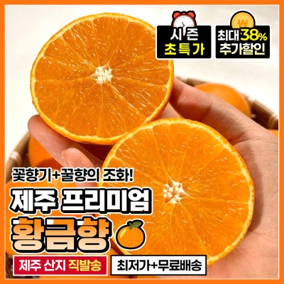 천혜향과 한라봉의 달콤한 만남 제주 고당도 하우스 황금향