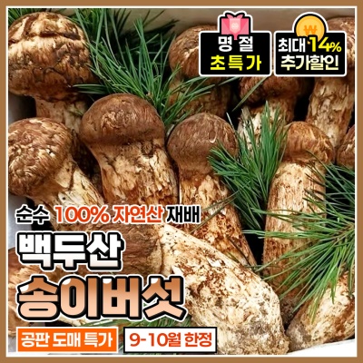 백두산에서 수확한 순수 100% 자연산 송이버섯