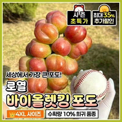압도적인 4XL 사이즈! 로열킹 바이올렛킹 포도