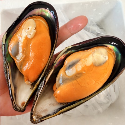 해녀가 채취한 자연산 섭 홍합 특대사이즈 1kg (3~5미)