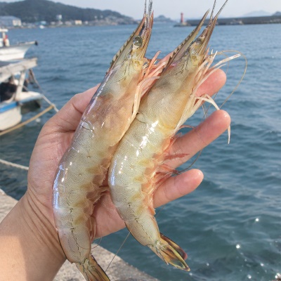 [50개 한정수량] 횟감용 자연산 특대 왕돼지 생물 암대하 1kg (16~18미 내외)