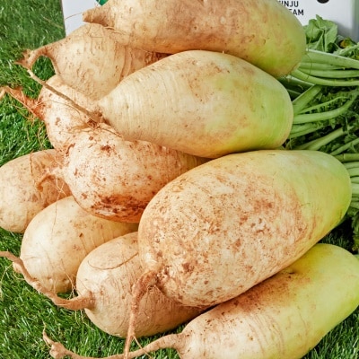 국내산 가을무 다발무 1단 (5~10개입) 