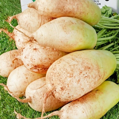 국내산 가을무 다발무 1단 (5~10개입) 