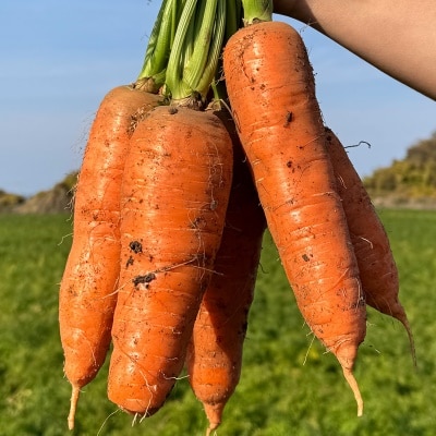 품질보장 아삭아삭 돌쇠네 햇 제주 구좌 흙당근