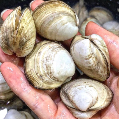 시원하고 담백한 자연산 동죽조개 2kg