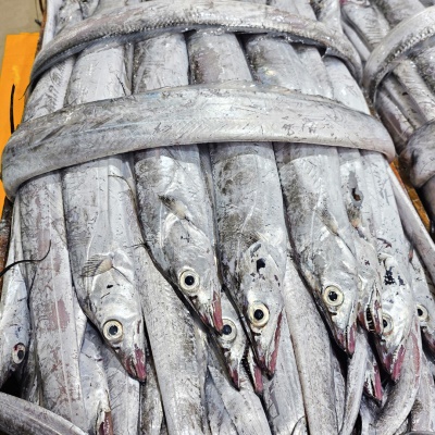 목포 산지직송! 싱싱한 국내산 생물 토막 먹갈치 1.5kg (9~10미 내외)