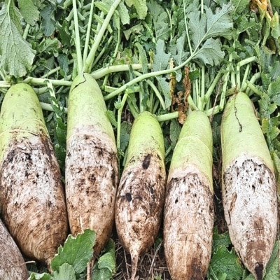 국내산 가을무 다발무 1단 (5~10개입) 