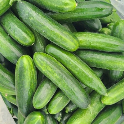 아삭달큰 국내산 스낵오이 미니오이