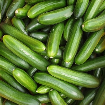 [300개 한정수량] 아삭아삭 수분 가득한 여주 미니오이 2kg