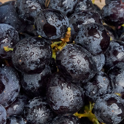 [추가증정] 씨 없는 프리미엄 품종 호주산 미드나잇 포도