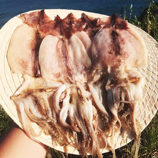 포항 피데기 반건조오징어 5마리