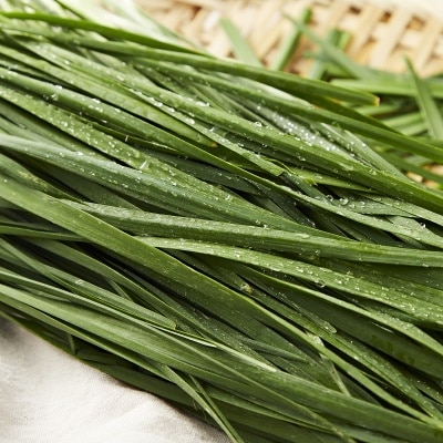 하우스 재배 싱싱한 국내산 부추 