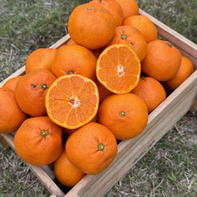 고당도 프리미엄 품종 못난이 비가림 감귤 5kg 10kg