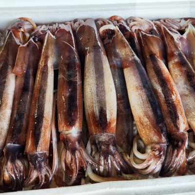 당일바리 싱싱한 생물 통찜 오징어 초코 오징어 1kg