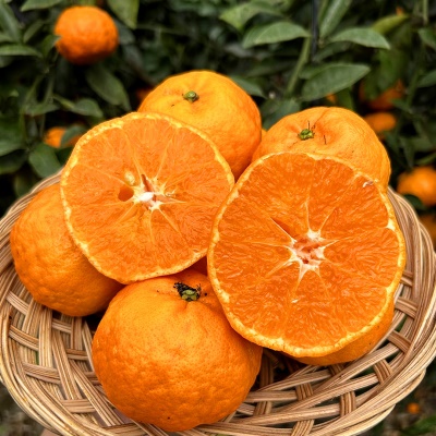 울퉁불퉁 고당도 신품종 프리미엄 감귤 제주 설국향